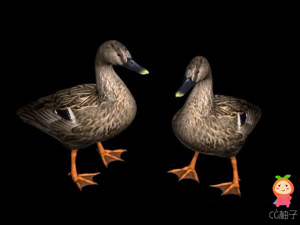 写实鸭子3D模型 飞禽类3D动物模型，3D美术资源 鸭子模型下载