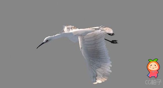 写实白鹭3D角色模型 飞翔的白鹭3D模型。飞禽类角色模型下载