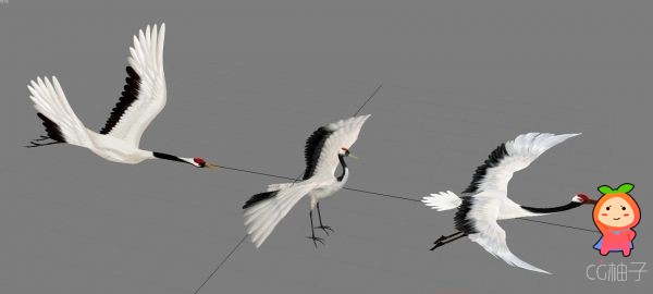 写实仙鹤3D模型下载，展翅飞翔的白鹤3D角色模型 有材质