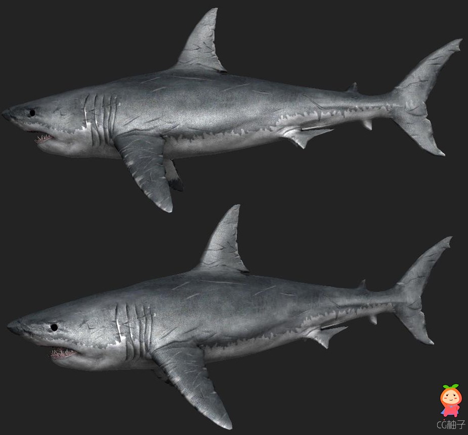 写实鲨鱼3D模型下载,凶神恶煞的鱼3D角色模型,有绑定和材质