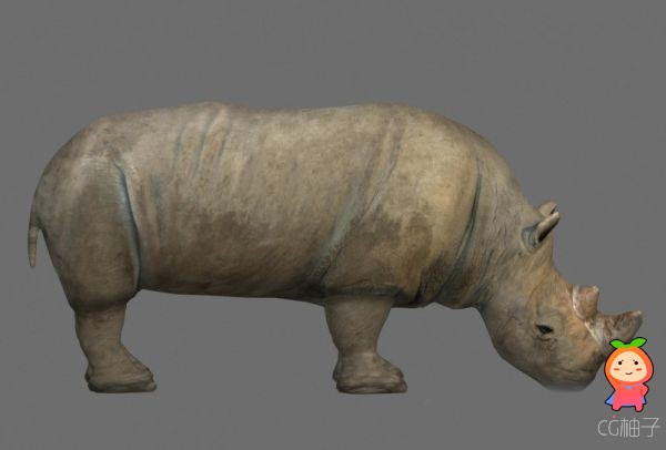 写实动物3D模型下载, 犀牛3D角色模型