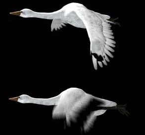 白天鹅maya模型免费下载 绑定天鹅、白鹤有动画 3D动物模型