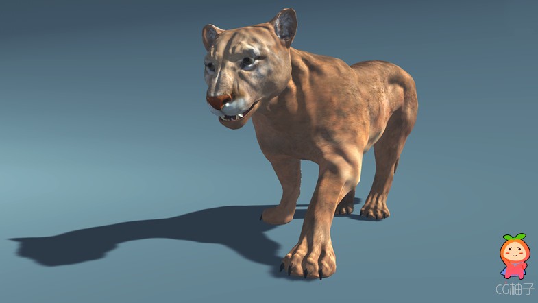 American Animal - Cougar (Full) 1.0 unity3d asset Unity3d插件模型，Unity3d package