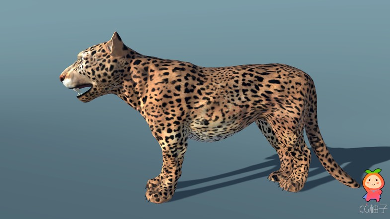 American Animal - Jaguar (Full) 1.0 unity3d asset Unity3d插件模型下载，Unity3d shader