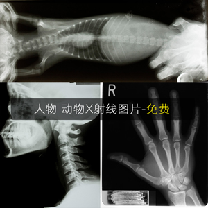 动物X射线图 胸部 手脚头等部位的X射线高清图
