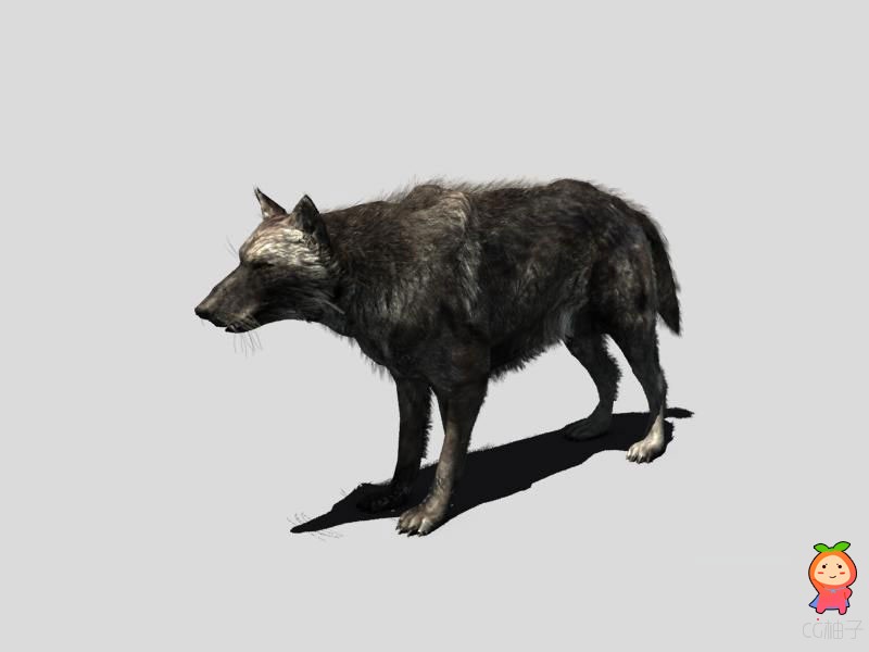 狼模型免费下载 写实饿狼模型