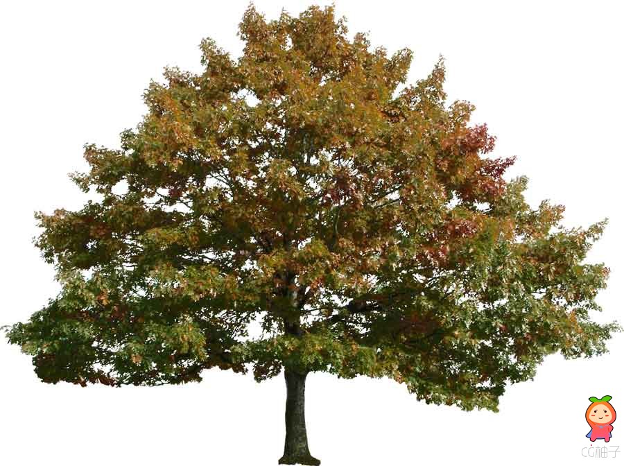 植物灌木树木树叶素材 高清JPG贴图免费