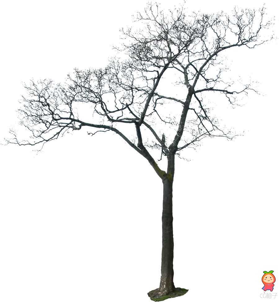 植物灌木树木树叶素材 高清JPG贴图免费