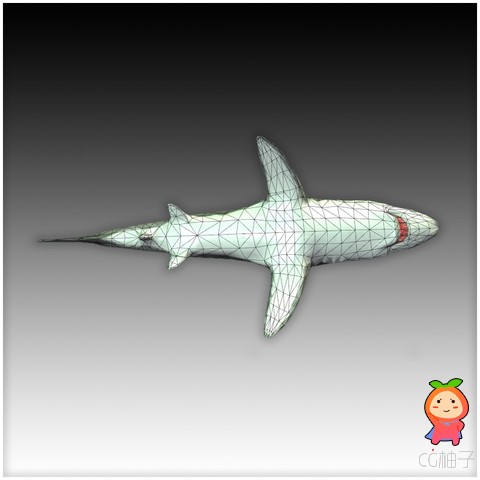 白鲨模型