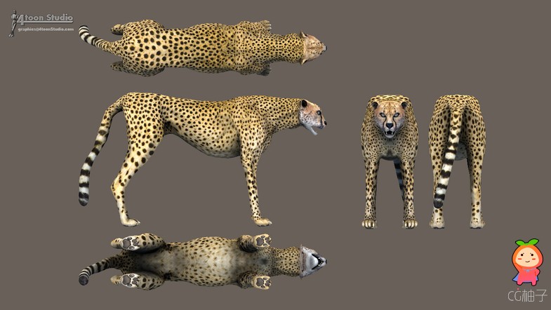 非洲猎豹模型