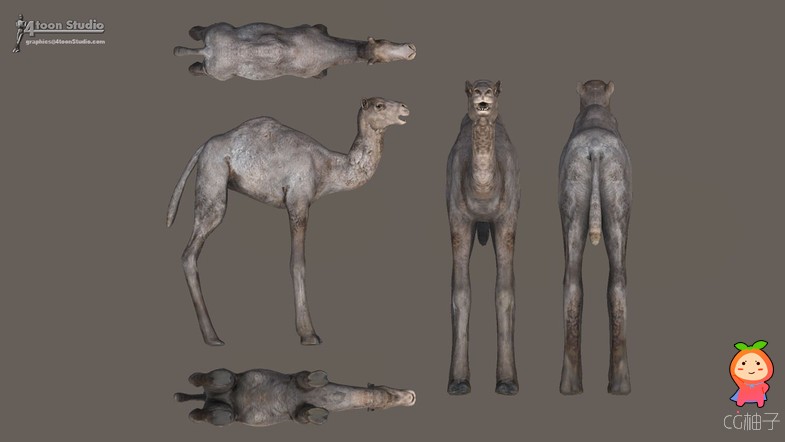 单峰骆驼模型
