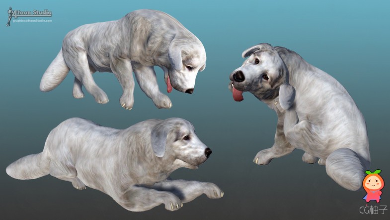 Dog - Tatra Sheepdog 3.1 塔特拉山牧羊犬模型 狗动画模型