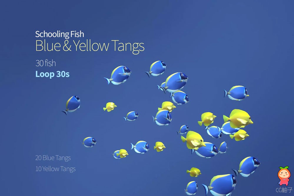 Schooling fish Blue and Yellow Tangs 1.0