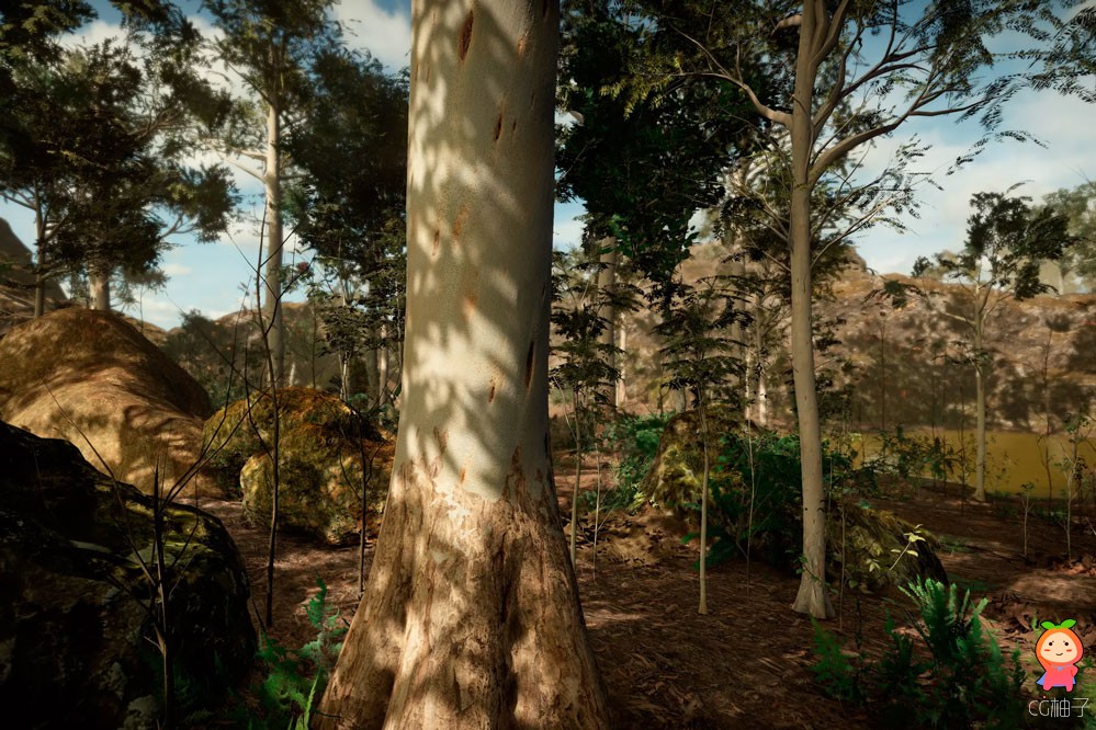 C.V.P - Eucalyptus Forest