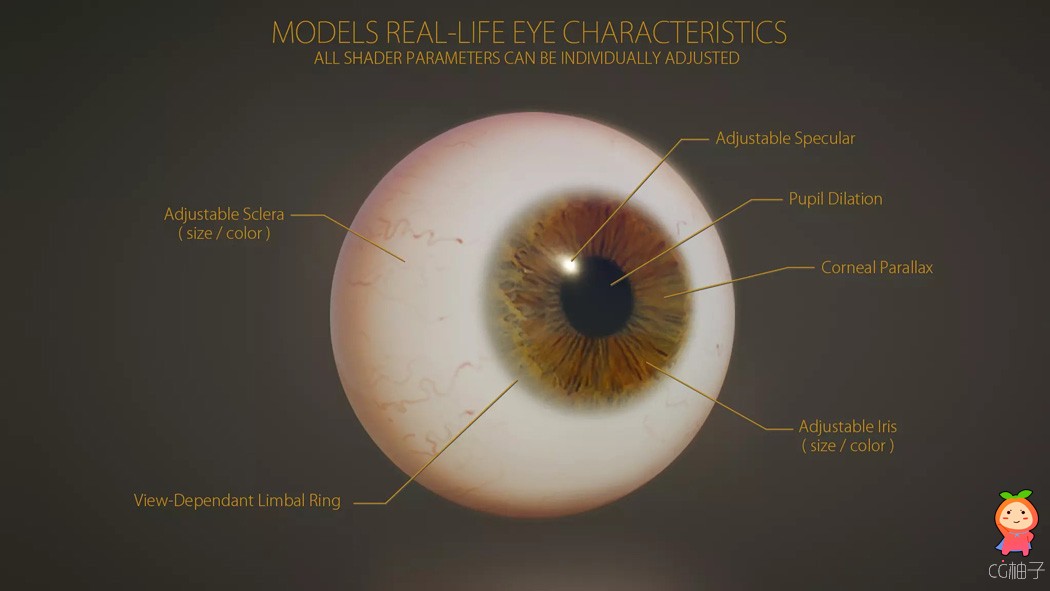 逼真眼球眼睛眼部瞳孔模型