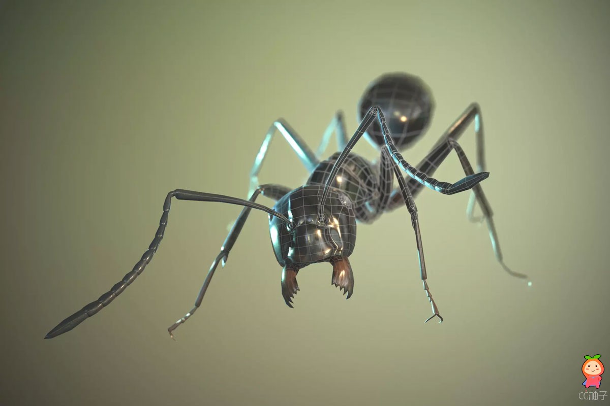 Black Garden Ant 1.0
